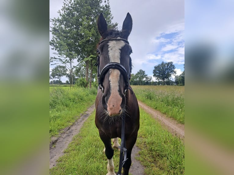 Weitere Kaltblüter Mix Wallach 8 Jahre 160 cm Rappe in Ahaus