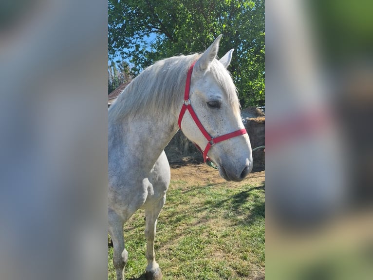 Weitere Kaltblüter Wallach 8 Jahre Schimmel in Wolgast