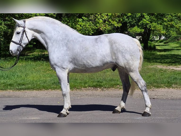 Weitere Kaltblüter Wallach 8 Jahre Schimmel in Wolgast