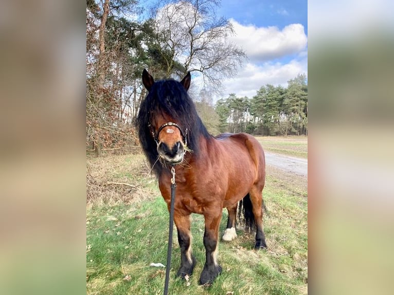 Weitere Kaltblüter Wallach 9 Jahre 148 cm Brauner in Hatten