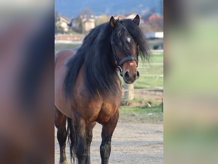 Weitere Kaltblüter Wallach 9 Jahre 148 cm Brauner in Hatten