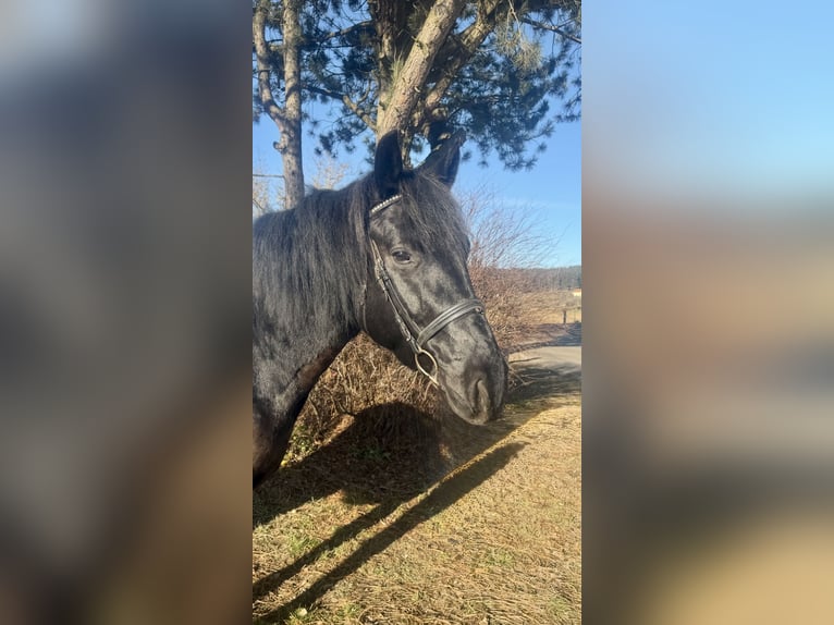 Weitere Kaltblüter Wallach 9 Jahre 160 cm Rappe in Pelmberg