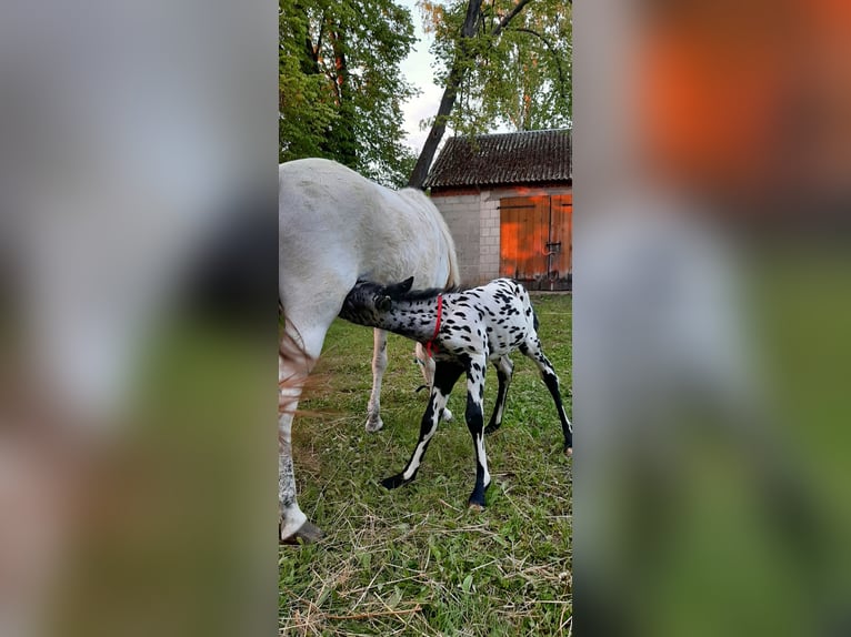 Weitere Ponys/Kleinpferde Mix Hengst 1 Jahr 120 cm Tigerschecke in Żmudź