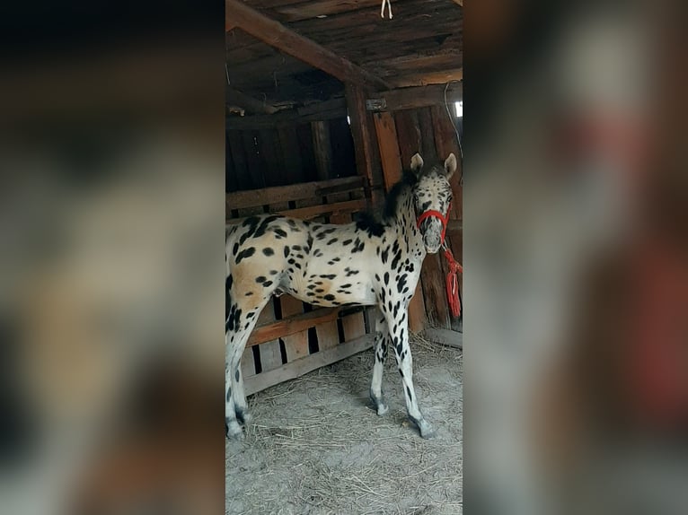 Weitere Ponys/Kleinpferde Mix Hengst 1 Jahr 120 cm Tigerschecke in Żmudź