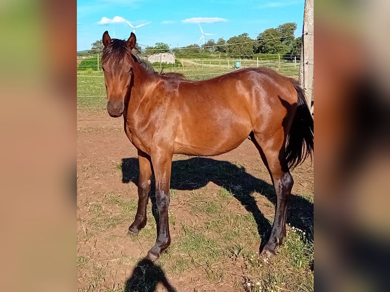 Weitere Ponys/Kleinpferde Hengst 1 Jahr 145 cm Brauner in Bonorva