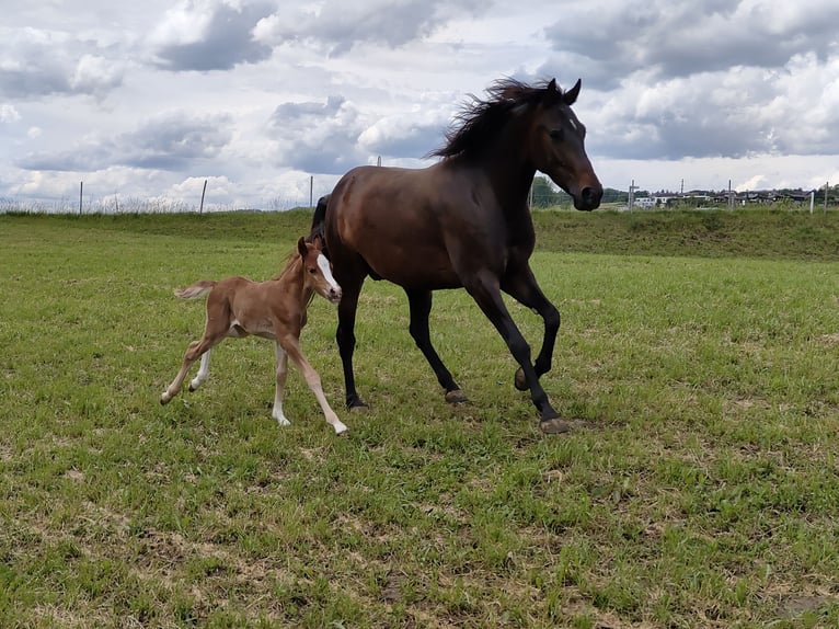 Weitere Ponys/Kleinpferde Hengst 1 Jahr 145 cm Fuchs in St. Erhard