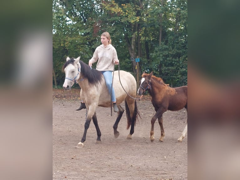 Weitere Ponys/Kleinpferde Mix Hengst 1 Jahr Dunkelfuchs in Künzing