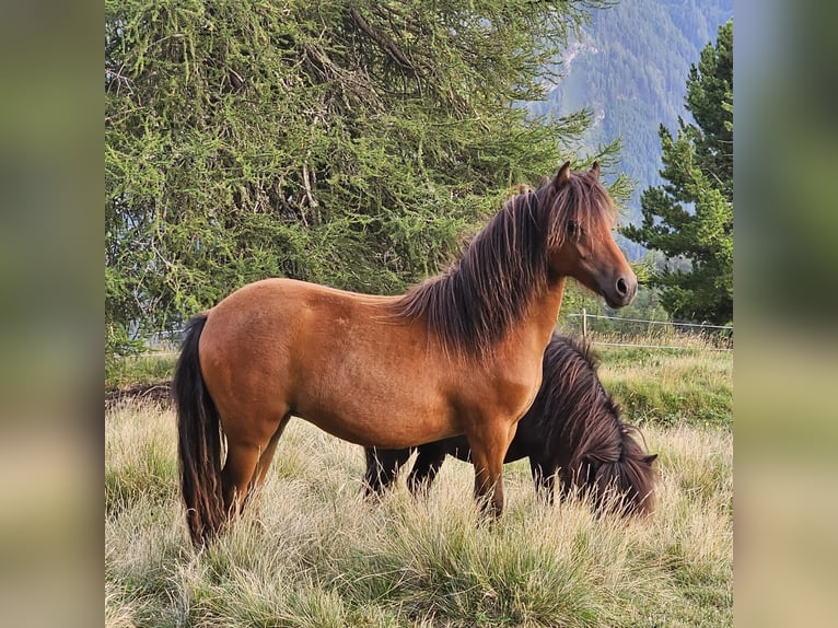 Weitere Ponys/Kleinpferde Mix Hengst 2 Jahre 100 cm Brauner in Landeck
