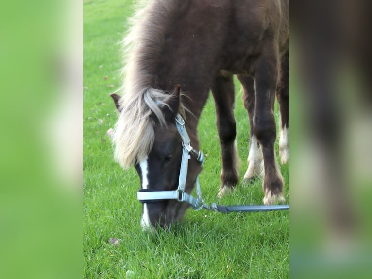 Weitere Ponys/Kleinpferde Hengst 2 Jahre 120 cm Dunkelfuchs in Strzelin