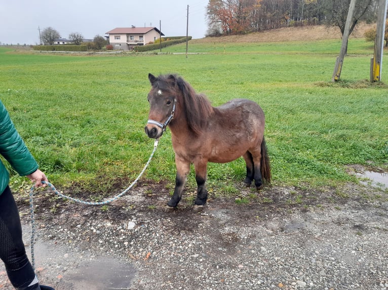 Weitere Ponys/Kleinpferde Mix Hengst 2 Jahre 120 cm Roan-Bay in Geretsberg