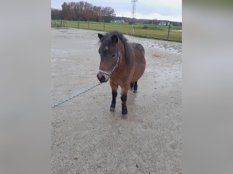 Weitere Ponys/Kleinpferde Mix Hengst 2 Jahre 120 cm Roan-Bay in Geretsberg