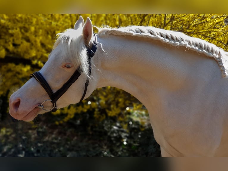 Weitere Ponys/Kleinpferde Hengst 9 Jahre 145 cm Cremello in Visz