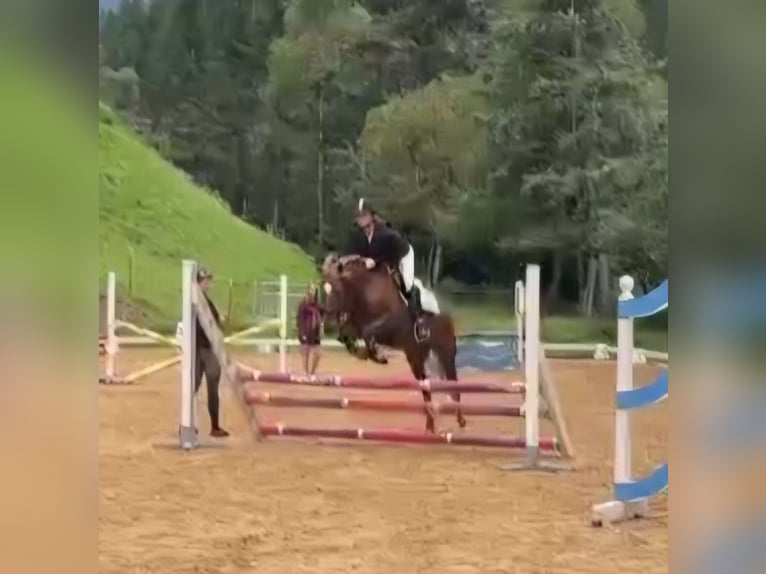 Weitere Ponys/Kleinpferde Stute 10 Jahre 143 cm Fuchs in Kirchbichl