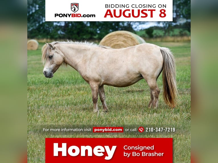 Weitere Ponys/Kleinpferde Stute 10 Jahre 86 cm Buckskin in Phillipsburg, MO