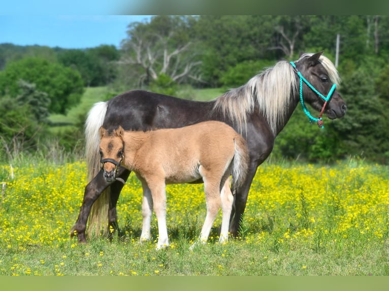 Weitere Ponys/Kleinpferde Stute 10 Jahre 91 cm Falbe in Halfway, MO