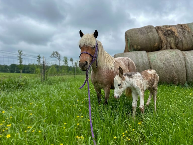 Weitere Ponys/Kleinpferde Stute 10 Jahre 91 cm Roan-Red in Wells, TX