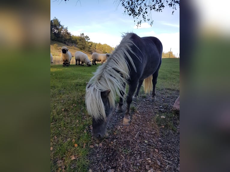 Weitere Ponys/Kleinpferde Mix Stute 11 Jahre 110 cm Fuchs in Drzewina