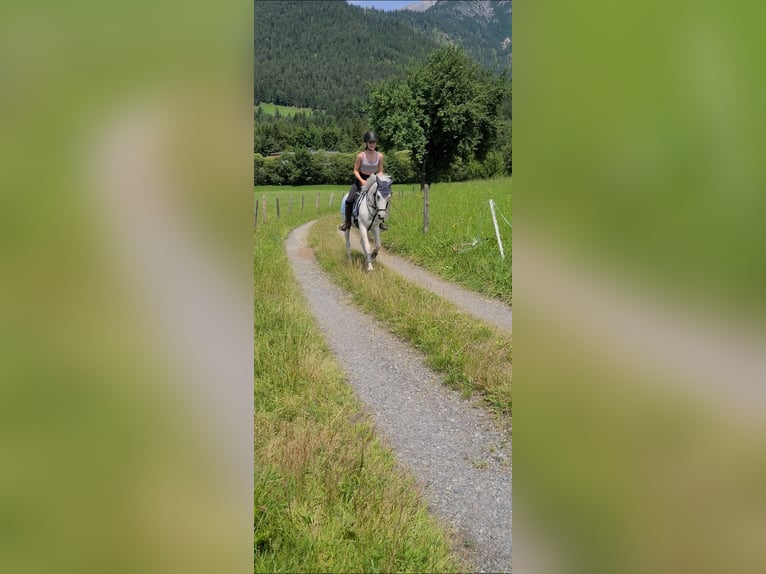 Weitere Ponys/Kleinpferde Stute 11 Jahre 140 cm Fliegenschimmel in Saalfelden