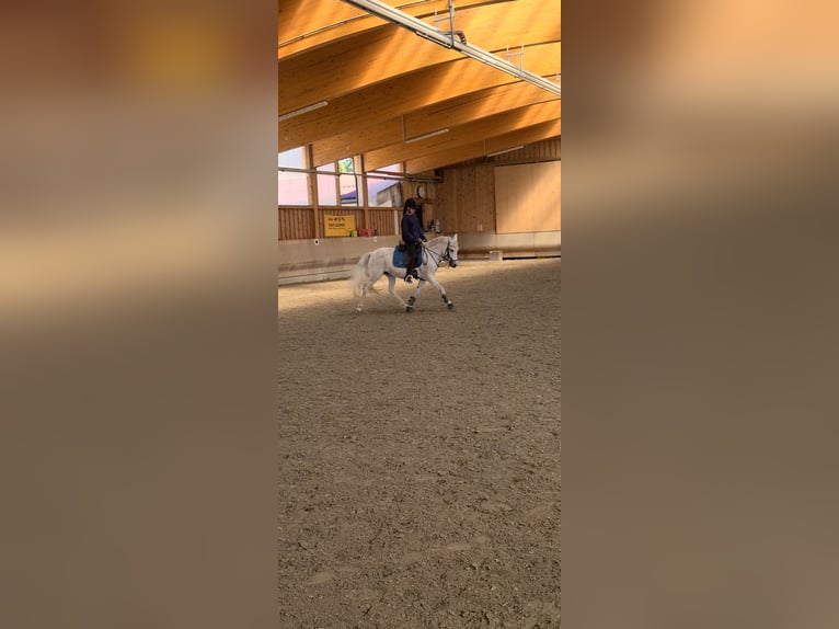 Weitere Ponys/Kleinpferde Stute 11 Jahre 140 cm Fliegenschimmel in Saalfelden