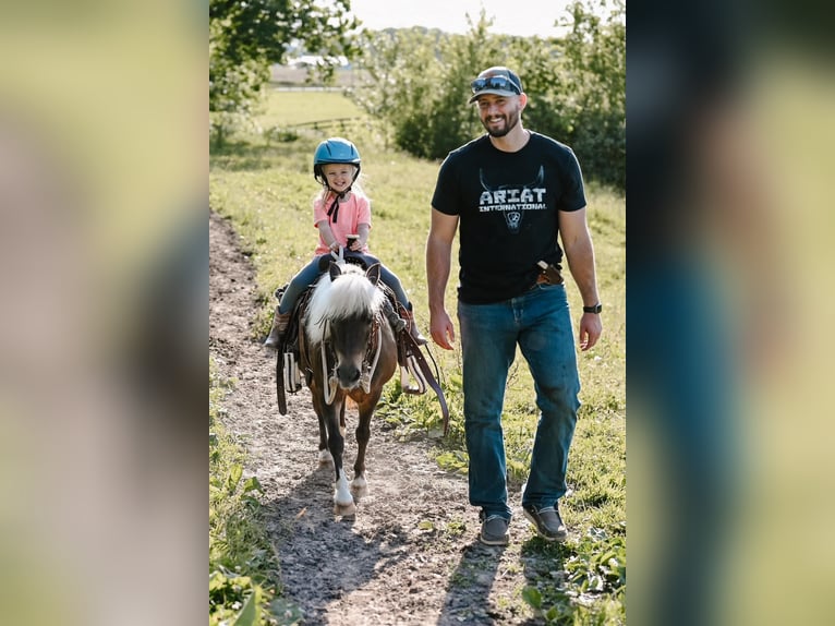 Weitere Ponys/Kleinpferde Stute 11 Jahre 86 cm Grullo in Dalton, OH