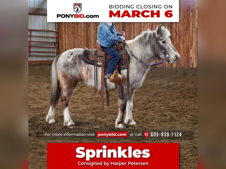 Weitere Ponys/Kleinpferde Stute 11 Jahre 91 cm in Valley Springs, SD
