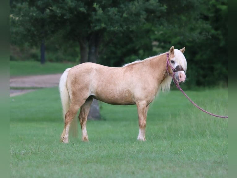 Weitere Ponys/Kleinpferde Stute 11 Jahre 99 cm Palomino in Carthage, TX