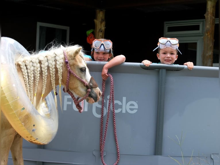 Weitere Ponys/Kleinpferde Stute 11 Jahre 99 cm Palomino in Carthage, TX