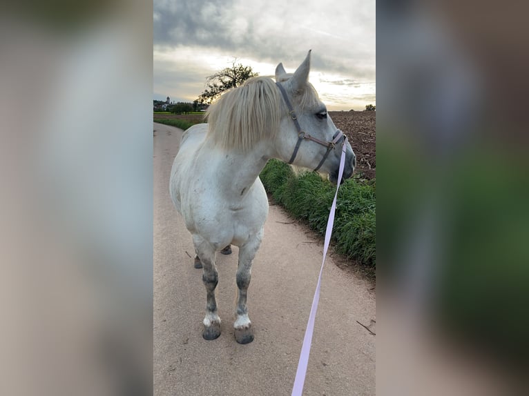 Weitere Ponys/Kleinpferde Mix Stute 12 Jahre 143 cm Schimmel in Neuhausen