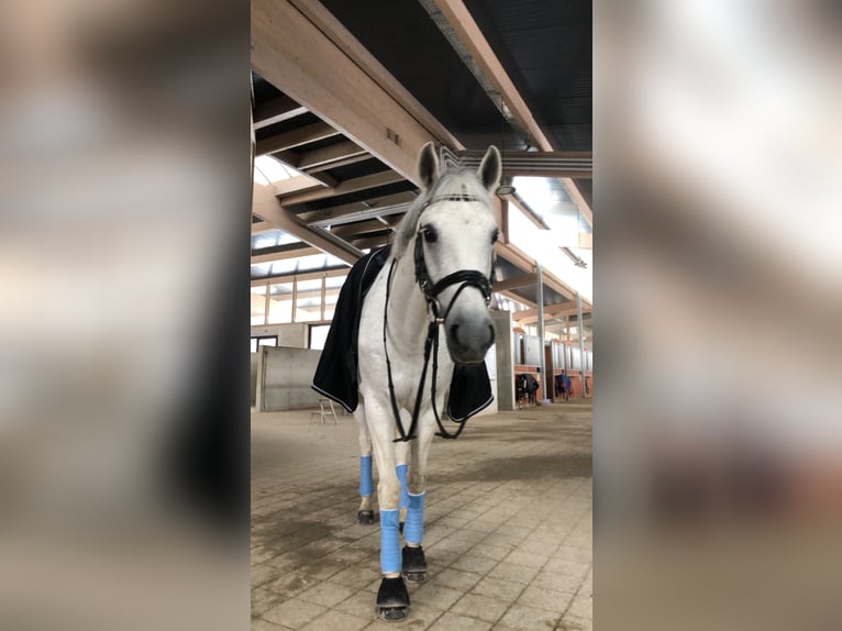 Weitere Ponys/Kleinpferde Stute 12 Jahre 147 cm Schimmel in Schonstett