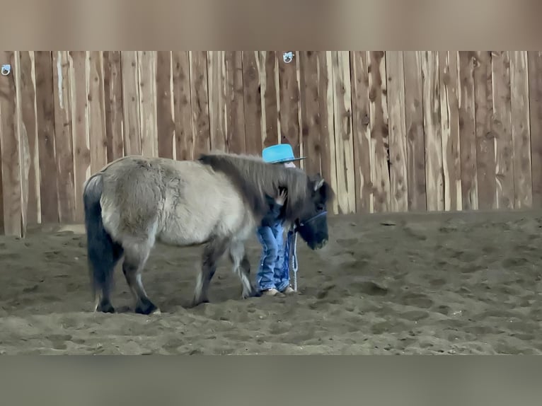 Weitere Ponys/Kleinpferde Stute 12 Jahre 89 cm Grullo in Valley Springs, SD