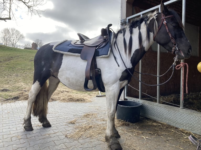 Weitere Ponys/Kleinpferde Mix Stute 12 Jahre Schecke in BartowGrapzow