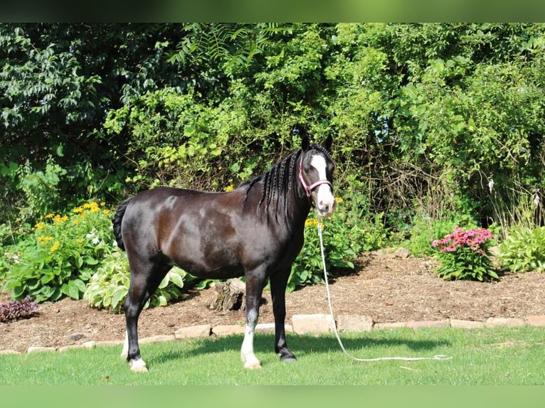 Weitere Ponys/Kleinpferde Stute 13 Jahre 124 cm Rappe in Rebersburg, PA