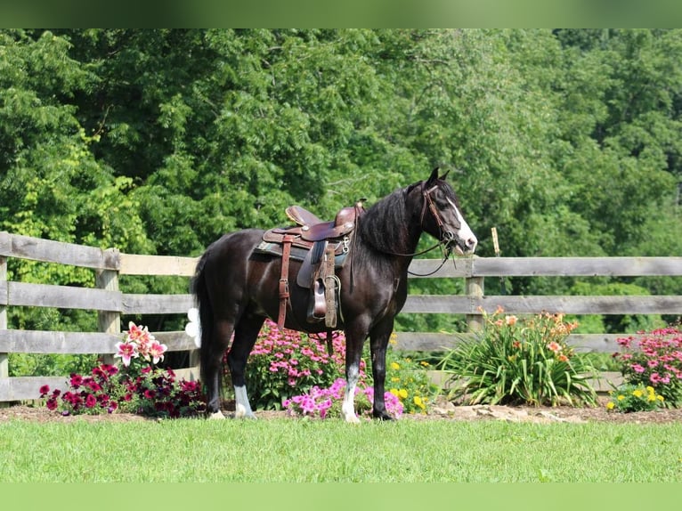 Weitere Ponys/Kleinpferde Stute 13 Jahre 124 cm Rappe in Rebersburg, PA