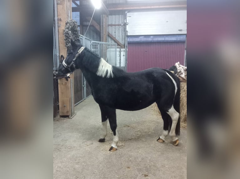 Weitere Ponys/Kleinpferde Stute 13 Jahre 142 cm Schecke in Linden