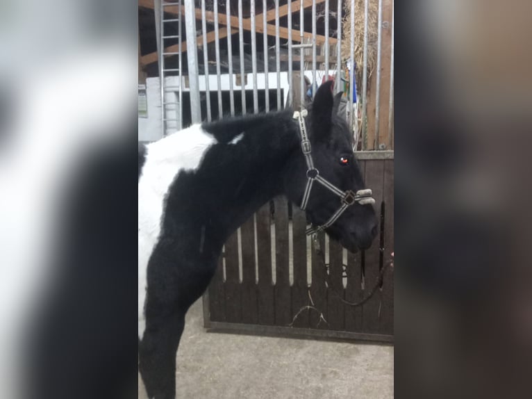 Weitere Ponys/Kleinpferde Stute 13 Jahre 142 cm Schecke in Linden