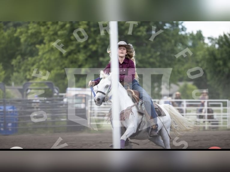 Weitere Ponys/Kleinpferde Stute 13 Jahre Schimmel in Lake Park, MN