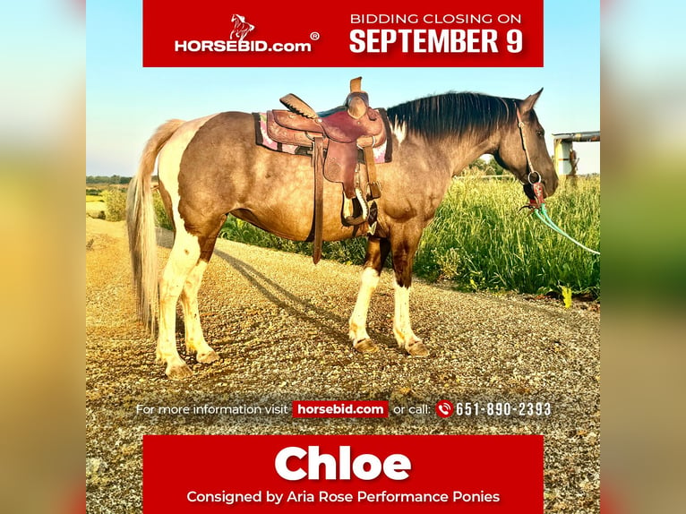 Weitere Ponys/Kleinpferde Stute 14 Jahre 140 cm Tobiano-alle-Farben in Hastings, MN