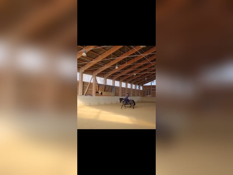 Weitere Ponys/Kleinpferde Mix Stute 16 Jahre 128 cm Rappe in Germaringen