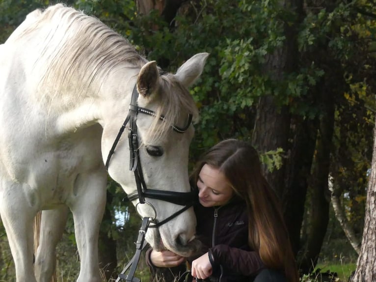 Weitere Ponys/Kleinpferde Mix Stute 16 Jahre 158 cm Schimmel in Ehrenburg