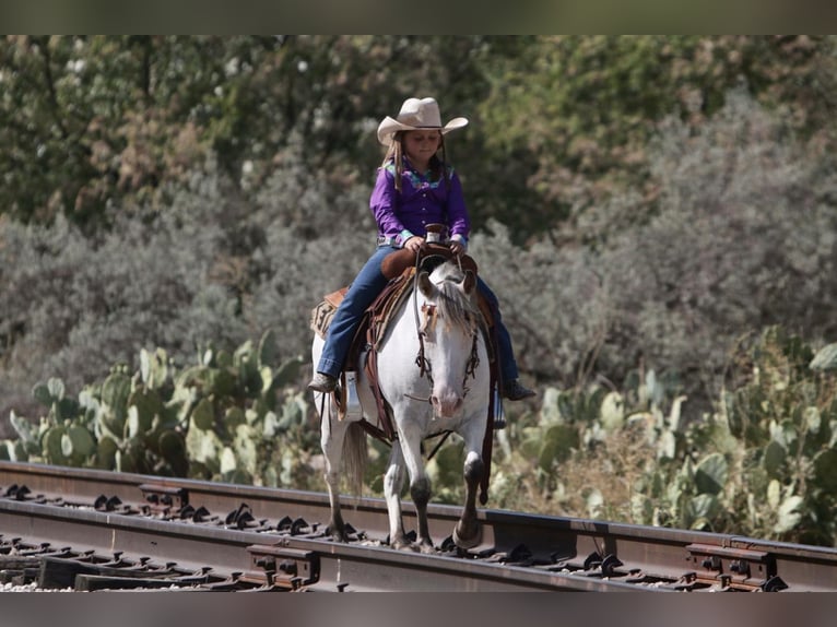 Weitere Ponys/Kleinpferde Stute 16 Jahre in Joshua, TX