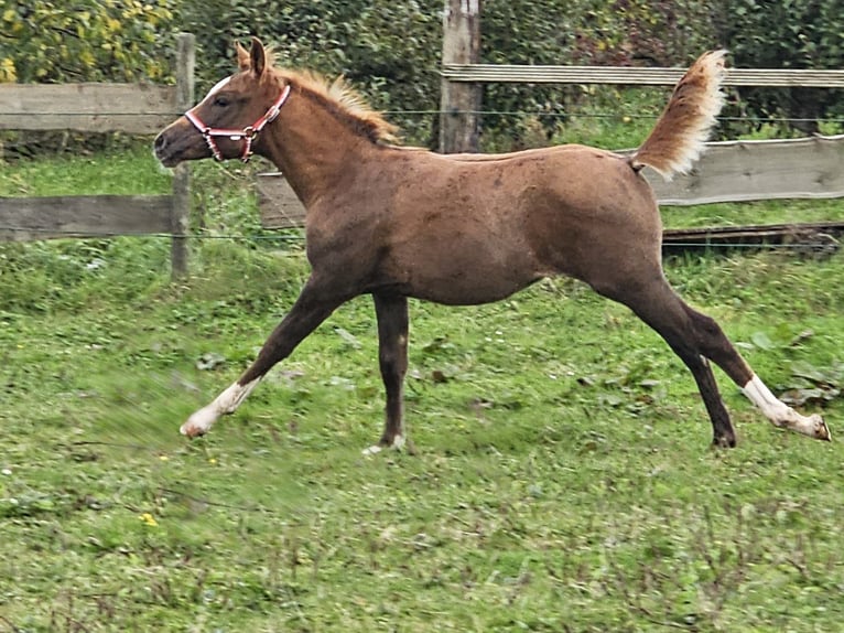 Weitere Ponys/Kleinpferde Mix Stute 1 Jahr 112 cm Dunkelfuchs in Goes