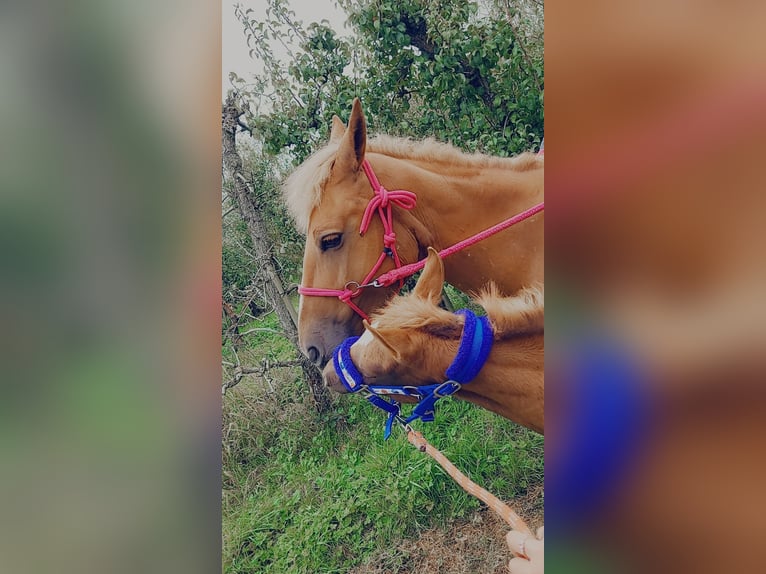 Weitere Ponys/Kleinpferde Mix Stute 1 Jahr 112 cm Dunkelfuchs in Goes