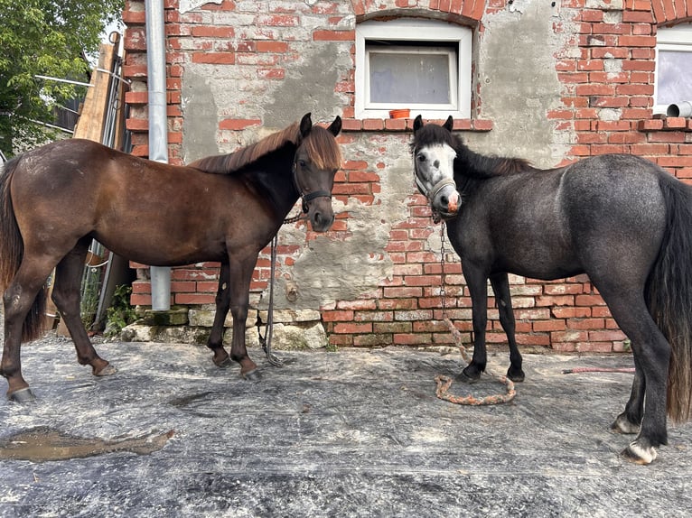 Weitere Ponys/Kleinpferde Mix Stute 1 Jahr 135 cm Rappe in Worbis