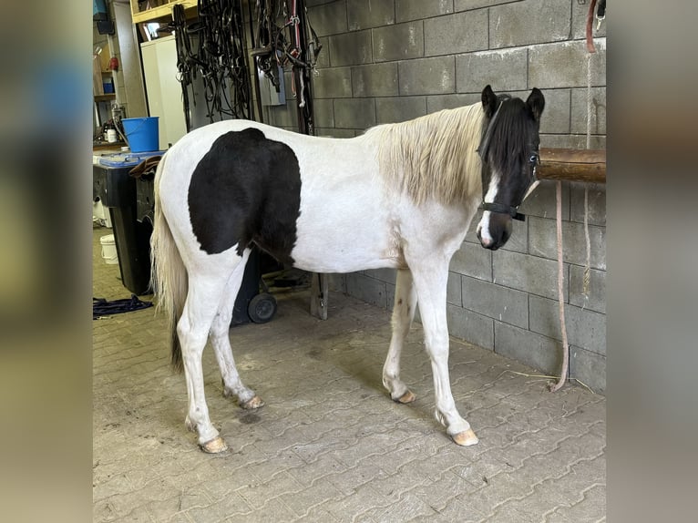 Weitere Ponys/Kleinpferde Mix Stute 1 Jahr 135 cm Schecke in Daleiden