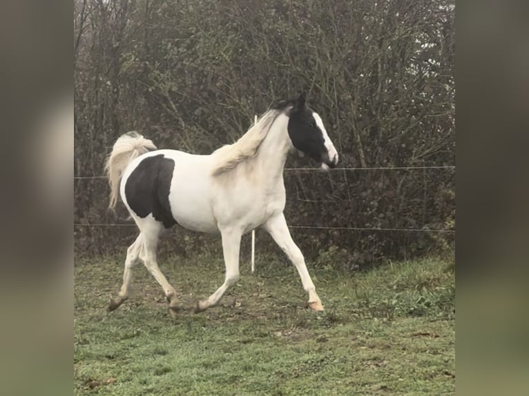 Weitere Ponys/Kleinpferde Mix Stute 1 Jahr 135 cm Schecke in Daleiden