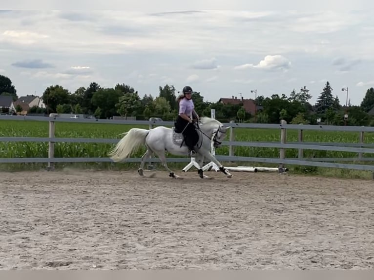 Weitere Ponys/Kleinpferde Mix Stute 1 Jahr 142 cm Kann Schimmel werden in Scheibenhardt