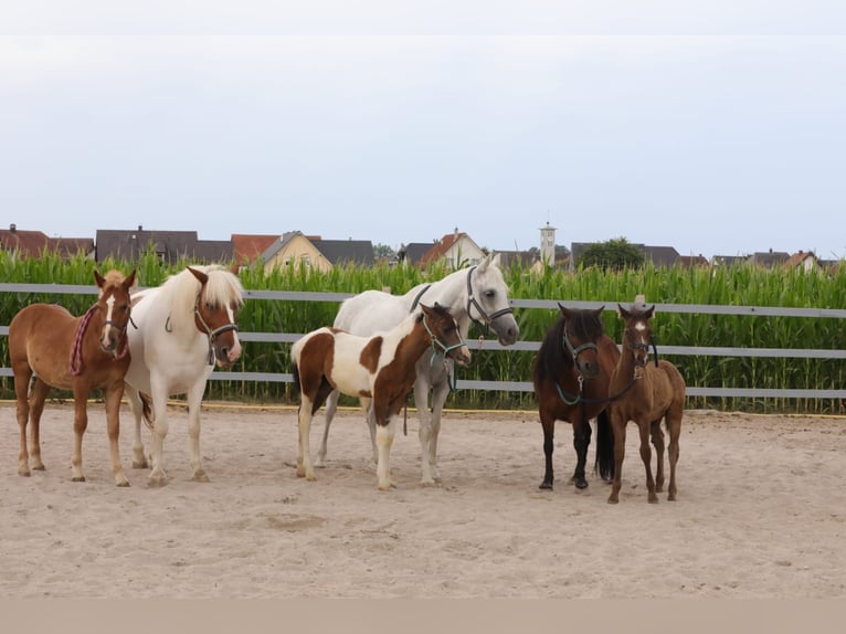 Weitere Ponys/Kleinpferde Mix Stute 1 Jahr 142 cm Kann Schimmel werden in Scheibenhardt