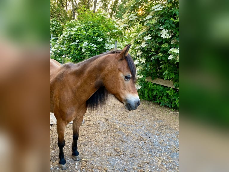 Weitere Ponys/Kleinpferde Stute 21 Jahre 115 cm Brauner in Öhringen