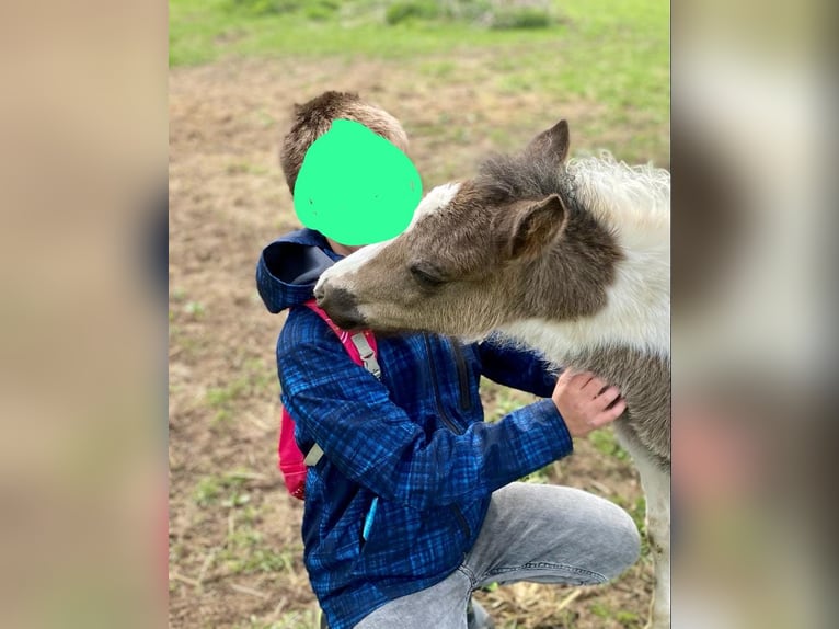 Weitere Ponys/Kleinpferde Mix Stute 3 Jahre 130 cm Schecke in Friedland