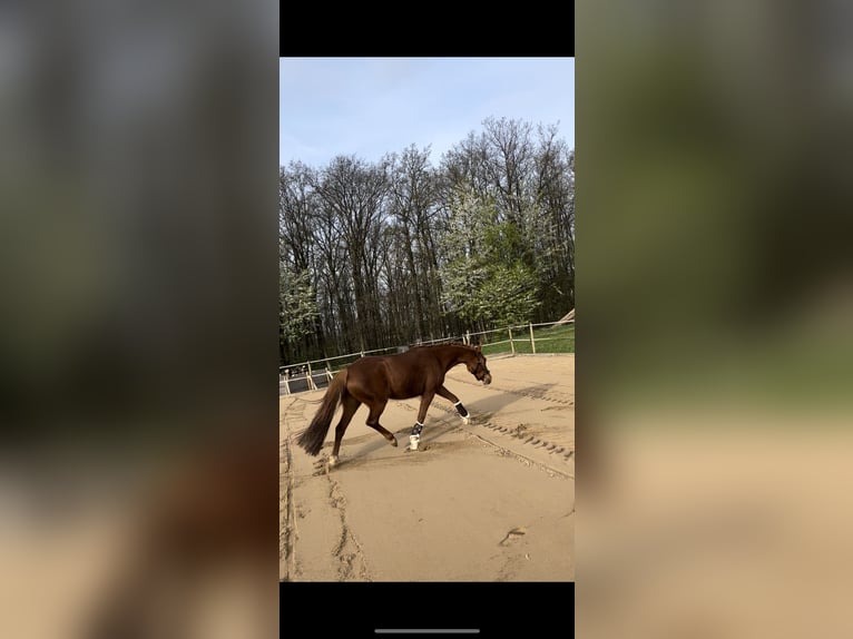 Weitere Ponys/Kleinpferde Stute 3 Jahre 143 cm Fuchs in Netphen